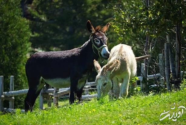 دانستنی های الاغ روز الاغ